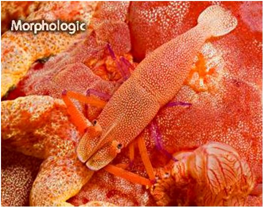 Hexabranchidae; do 30 cm, 6ti četná žábra, červený,