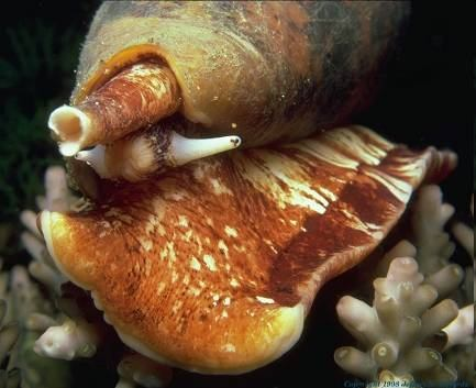 Periclimenes imperator (čel.