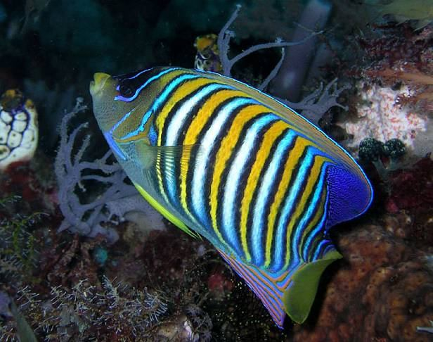 Acropora, Rudé moře a Indo-Pacifik juv.