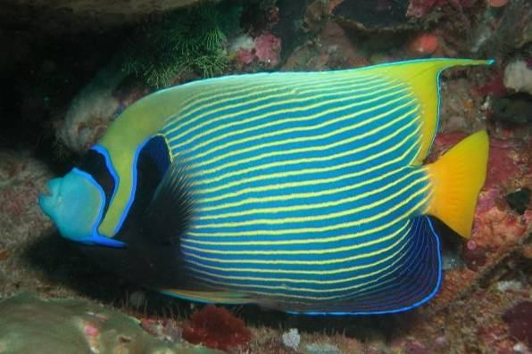 Pomacanthus imperator p. císařský, čel.