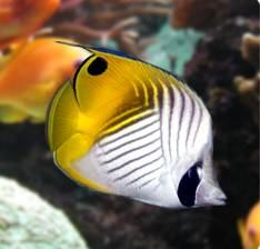 Chaetodontidae až 22 cm, často v párech nebo