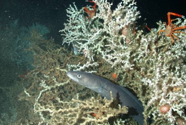 Congridae úhořcovití, a) a Madrepora oculata okulína drsná (