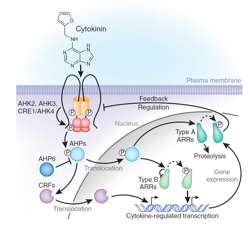 Cytokininy mechanismus účinku Vazba na receptor CRE1 (cytokinin receptor) - CRE1 je dvousložková histidinová kinása lokalizovaná v plazmatické membráně - existují ještě další dvě