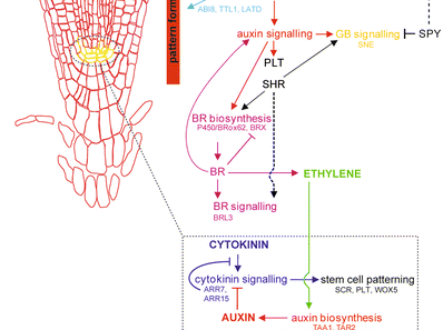 Interakce hormonálních signálů - příklady Auxiny-cytokininy Okolí klidového centra kořenového meristému - Auxin