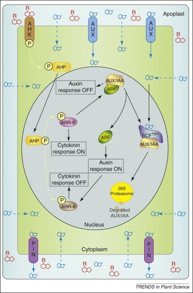 Interakce hormonálních signálů - příklady Auxiny-cytokininy spolupráce na úrovni kontroly exprese pozitivních (ARR-B) a negativních regulátorů (ARR-A) odezvy na cytokininy pomocí auxinů je