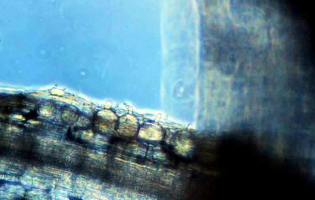 řád Spizellomycetales blízký řádu Chytridiales (jednobuněčná stélka, izogamie), ale jiná stavba zoospor Olpidium brassicae (lahvičkovka zelná - podle