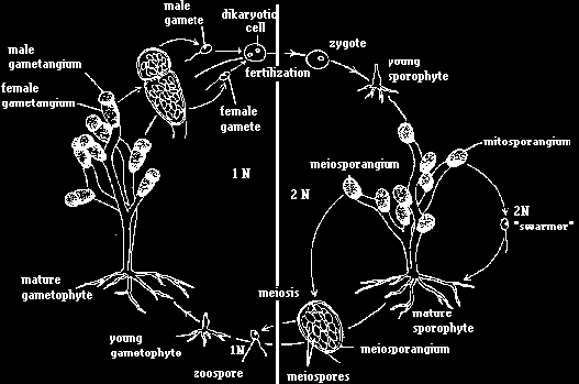 houby vyvinuly. http://www.csupomona.edu/~jcclark/classes/bot125/resour ce/graphics/chy_all_gph.html Allomyces živ.