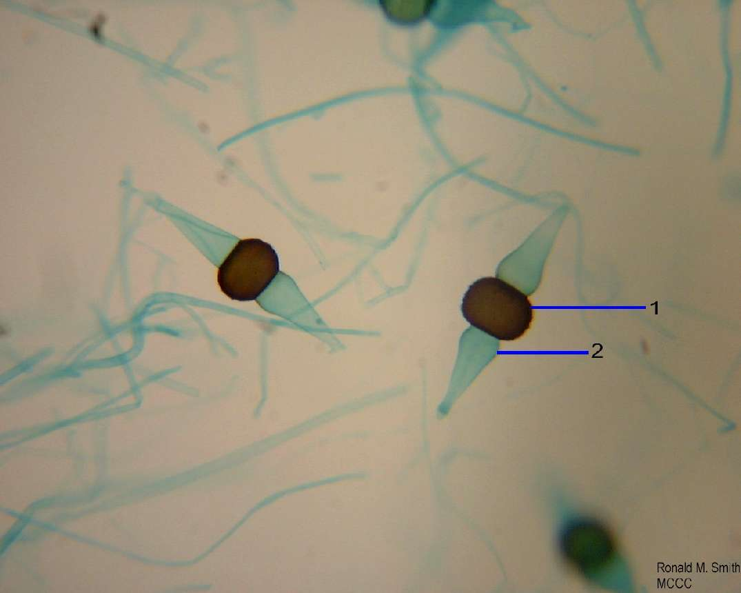 pohlavní rozmnožování: izo-, méně často anizogametangiogamie (též označení "zygogamie") homothalické druhy - kopulace gametangií i ze stejného mycelia, heterothalické druhy - musí být z pohlavně