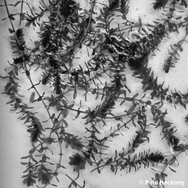 Elodea