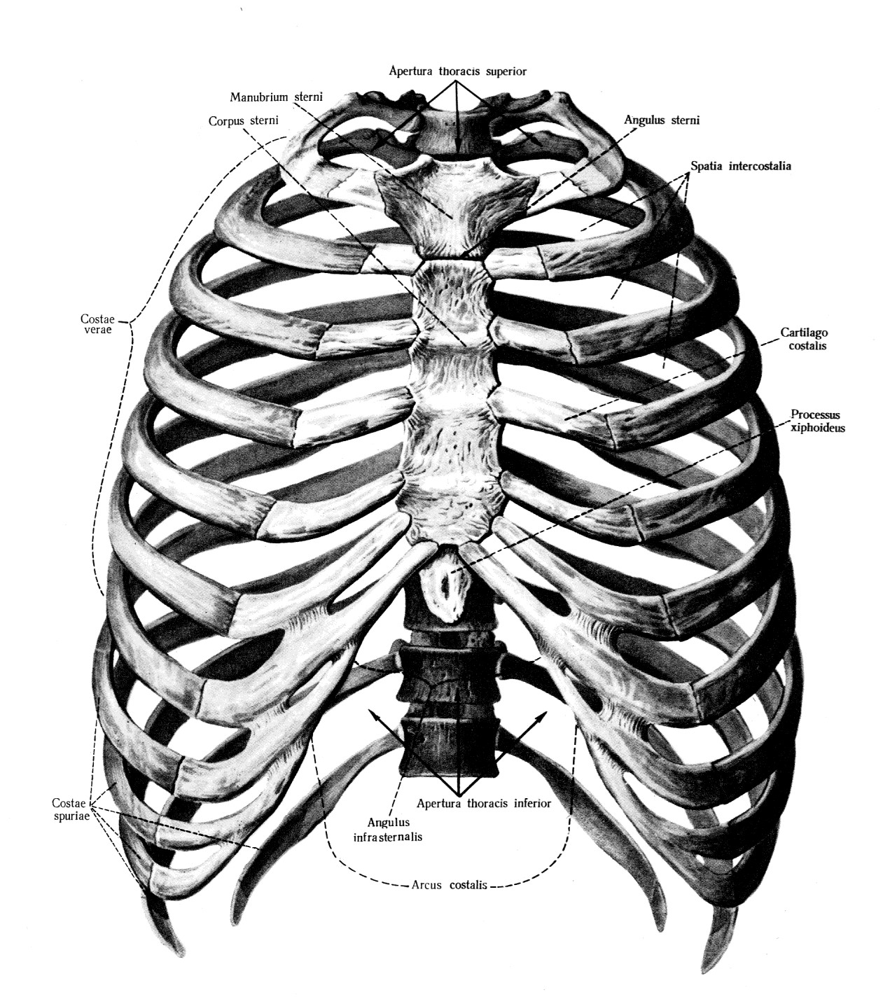Соединение между ребрами. Грудная клетка ребра Грудина грудные позвонки. Строение грудины и рёбер, грудная клетка анатомия. Грудная клетка реберная дуга. Скелет грудной клетки Грудина.