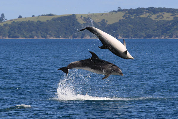 5. den středa - Výlet za delfíny, Hamilton Dopoledne využijeme přírodní atrakce, kterou nám zdejší zálivy a průplavy nabízejí.