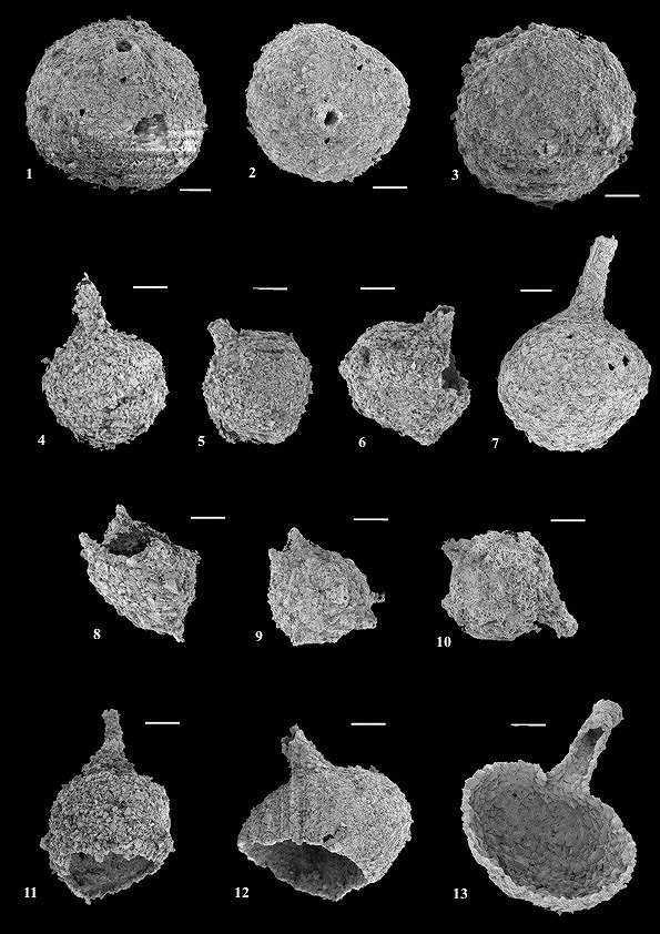 Délka měřítka je 100 µm.