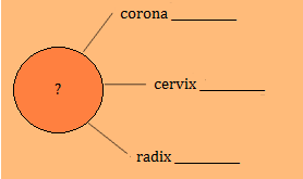 lobulorum (ČÍSLO) pharynx - - oesophagus - pylorus -