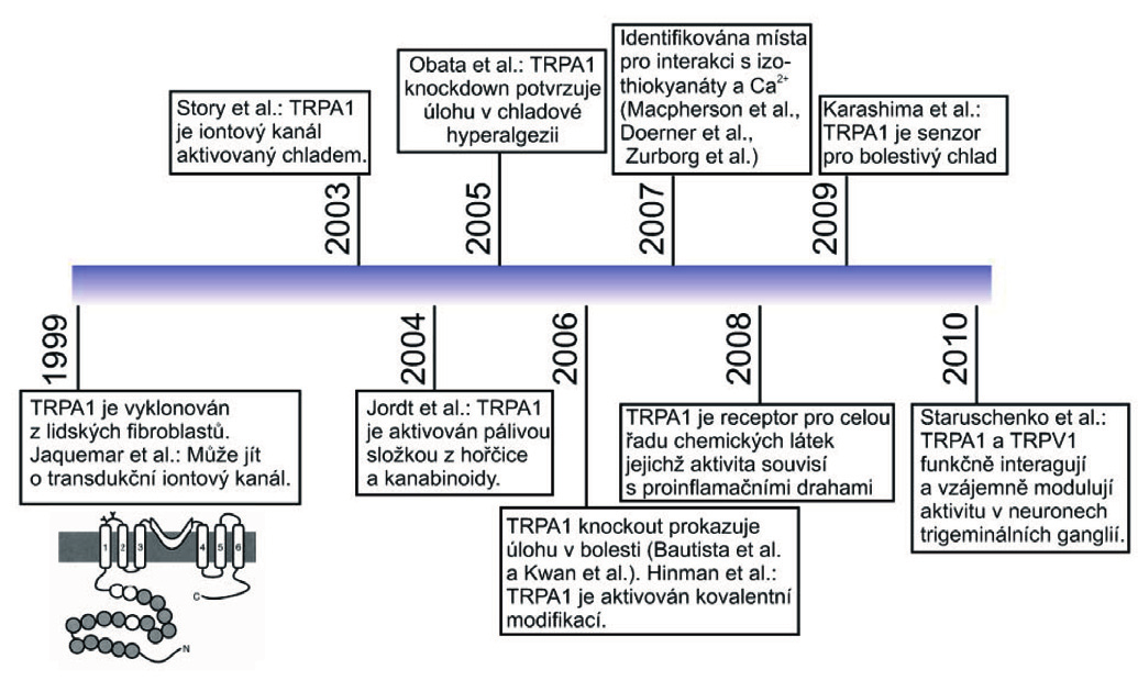 Pùvodní práce Obrázek 1: Èasová osa znázoròující hlavní objevy týkající se ankyrinového TRP receptoru a jeho úlohy v nocicepci. (Cesare a McNaughton, 1996).