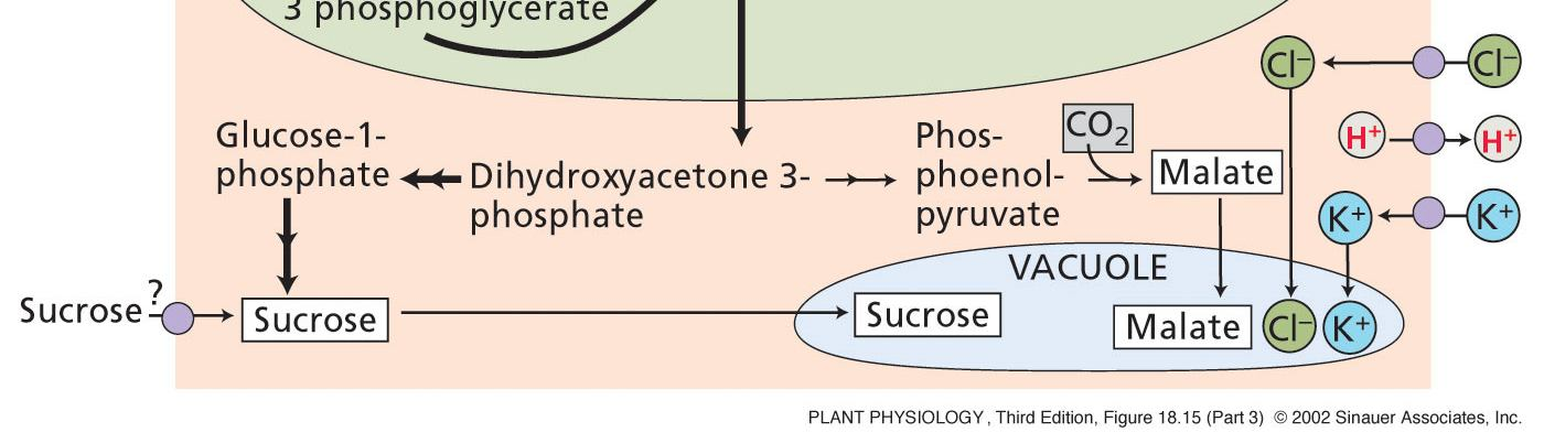 SFZR 29 3) Vlivem sacharózy vznikající fotosyntézou