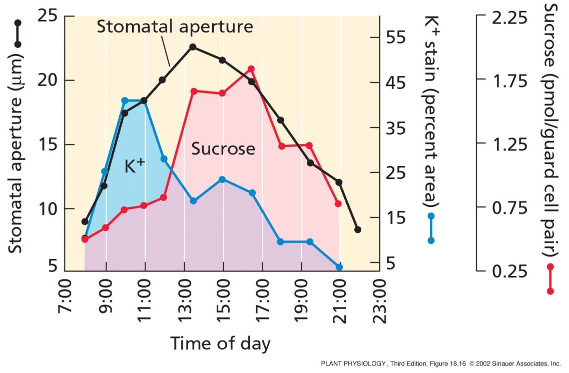 SFZR 31 Cukr je osmoticky aktivní látka ve svěracích buňkách Po objevení role K +, Cl - a malátu 2- byla škrob-cukr hypotéza částečně opuštěna.