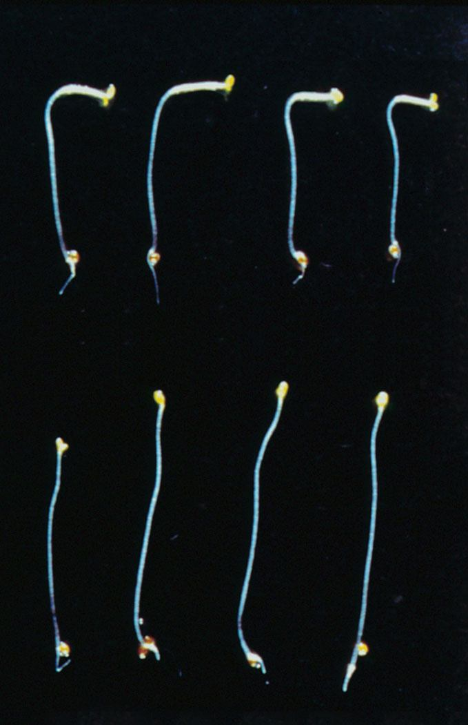 SFZR 8 Arabidopsis mutant phot1 s