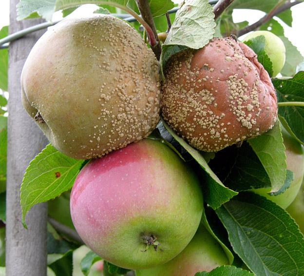 Obr.15 Moniliová hniloba skladovaných jablek Obr.14 Moniliniová hniloba (http://www.aebletoften.
