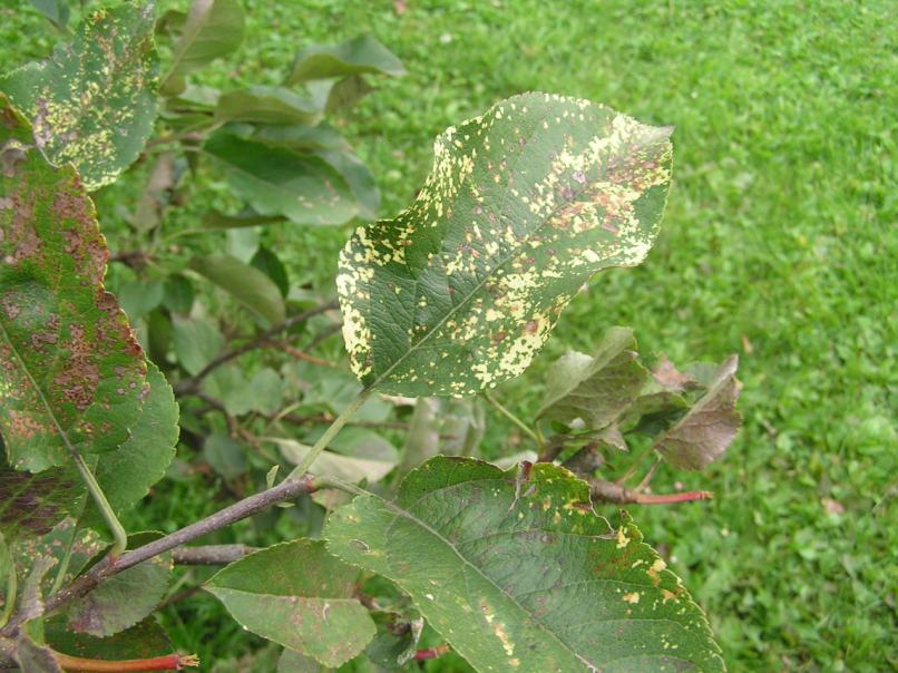 1 Mozaika jabloně (Apple mosaic virus ApMV) Příznaky pozorovány na jedné