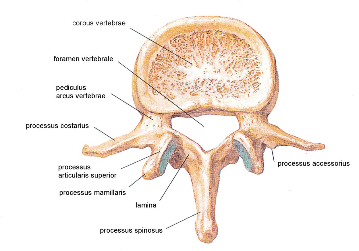 intervertebralis a