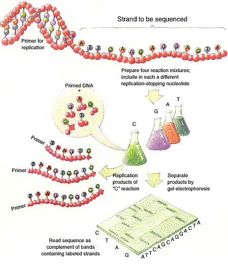 Obr. 2: Schéma sekvenace Sangerovou metodou (www.ornl.gov/sci/techresources/human_genome/publicat/tko/05b_img.html) Původně se ke značení primerů pouţívaly radioaktivní látky, např. fosfor.