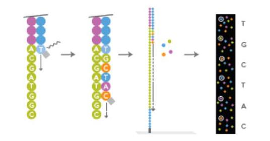 3.2.2.2 Průběh sekvenování pomocí metody Illumina Na jednotlivé fragmenty se naváţou sekvenační primery, přidané ve směsi s DNA polymerázou a fluorescenčně značenými nukleotidy.