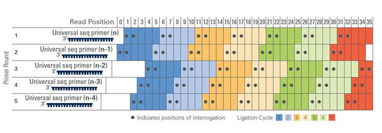 Obr. 11: Schéma čtení sekvence (upraveno dle APPLIED BIOSYSTEMS, 2011) 3.