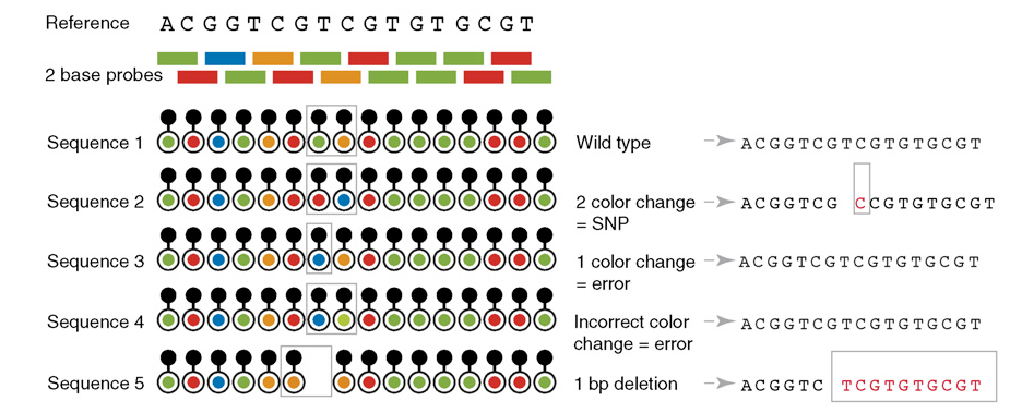 Obr. 12: Znázornění dvoubarevného dekódování (upraveno dle MARDIS, 2007) Délka čtených úseků se u systému SOLiD pohybuje okolo 25-35 bp a je schopný vyprodukovat během 5 dní 3 aţ 4 Gb sekvenčních dat