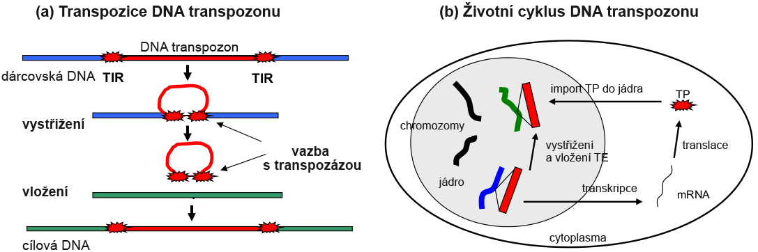 2.2 Mechanismy šíření TE 2 MOBILNÍ GENETICKÉ ELEMENTY Obrázek 2: Transposice a životní cyklus DNA transposonu. Převzato z [17]. 2.2.2 LTR retrotransposony Tento typ retrotransposonů je charakteristický tím, že při přemístění zachovává na místě svoji původní kopii (mechanismus zkopíruj a vlož).