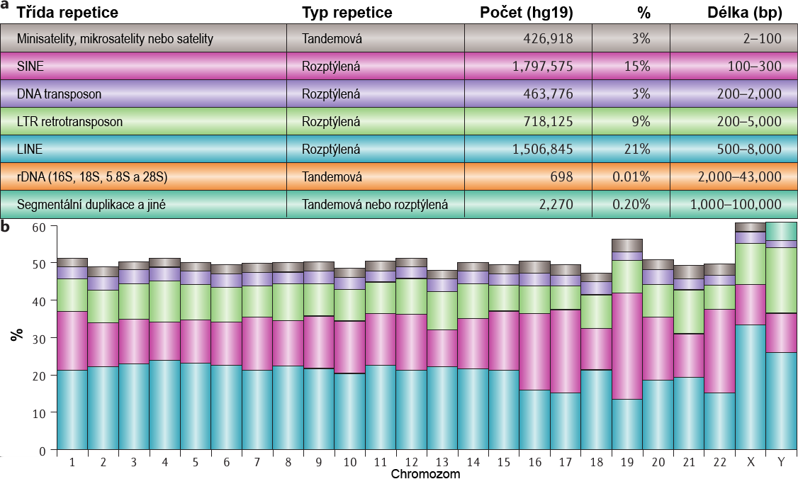 2.5 Aktivace TE 2 MOBILNÍ GENETICKÉ ELEMENTY Obrázek 7: a) Zastoupení různých typů repetic v lidském genomu.