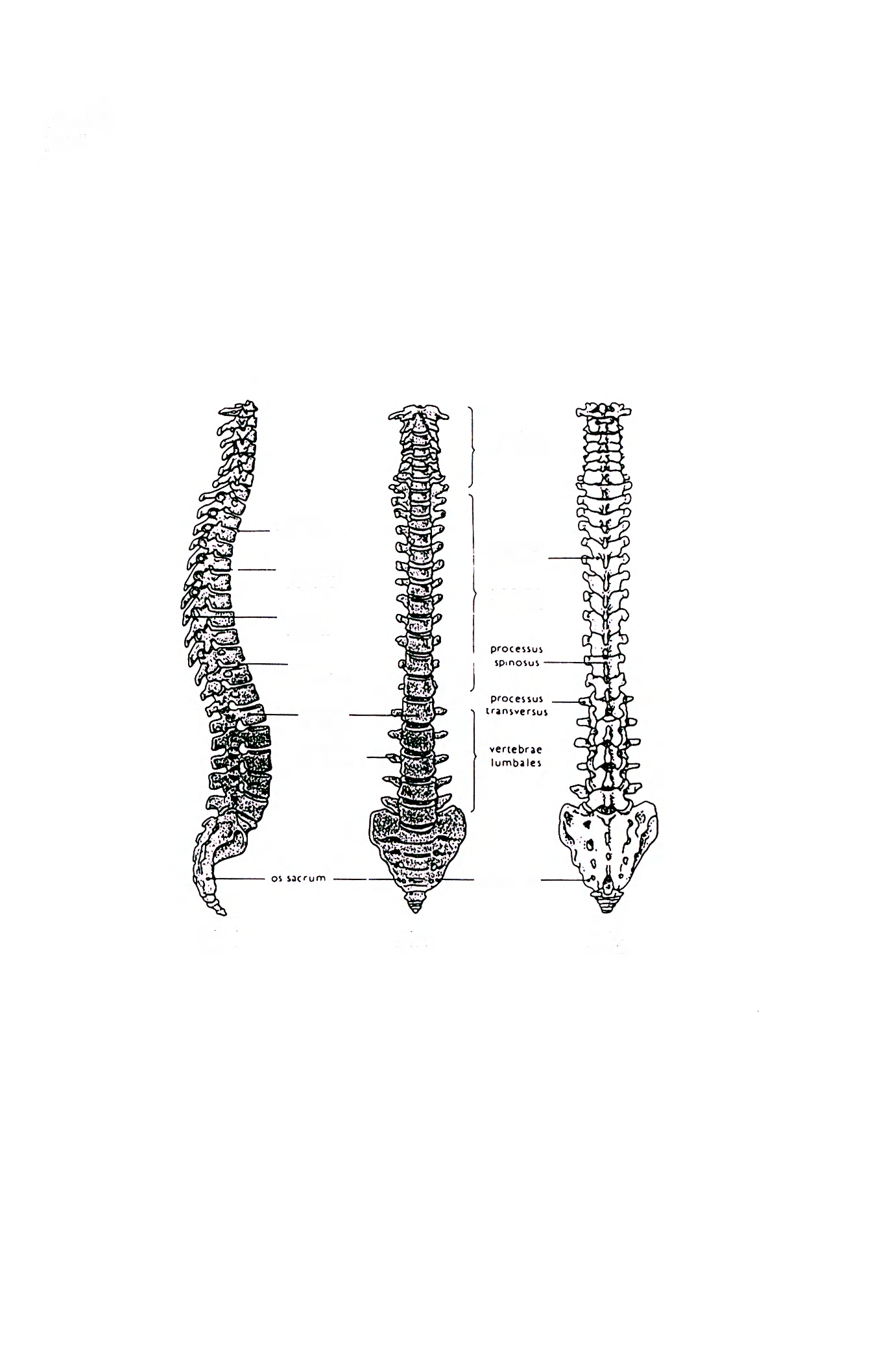 Příloha 1. Páteř veriebrae cervicíles foramen intervertebral processus arcicularis processus sp.