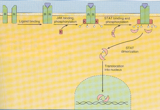 Signalizace přes receptory cytokinů typu I a II Ligandem aktivovaný receptor (R) váže kinasu JAK (K). Následuje její fosforylace a fosforylace receptoru.