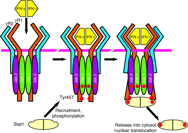 Řetězec IFN-γR1 - glykoprotein, 90 kda, 472 aminokyselinových zbytků (228 AK zbytků umístěno extracelulárně, transmembránová doména má 24 AK zbytků, 220 AK zbytků je umístěno intracelulárně).