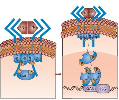 Po navázání IFN-γ se JAK kinázy zkříženě fosforylují. 2.