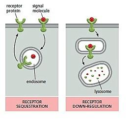 RECEPTOROVÉ TYROSINKINÁZY endocytóza aktivovaného receptoru: zánik receptoru v