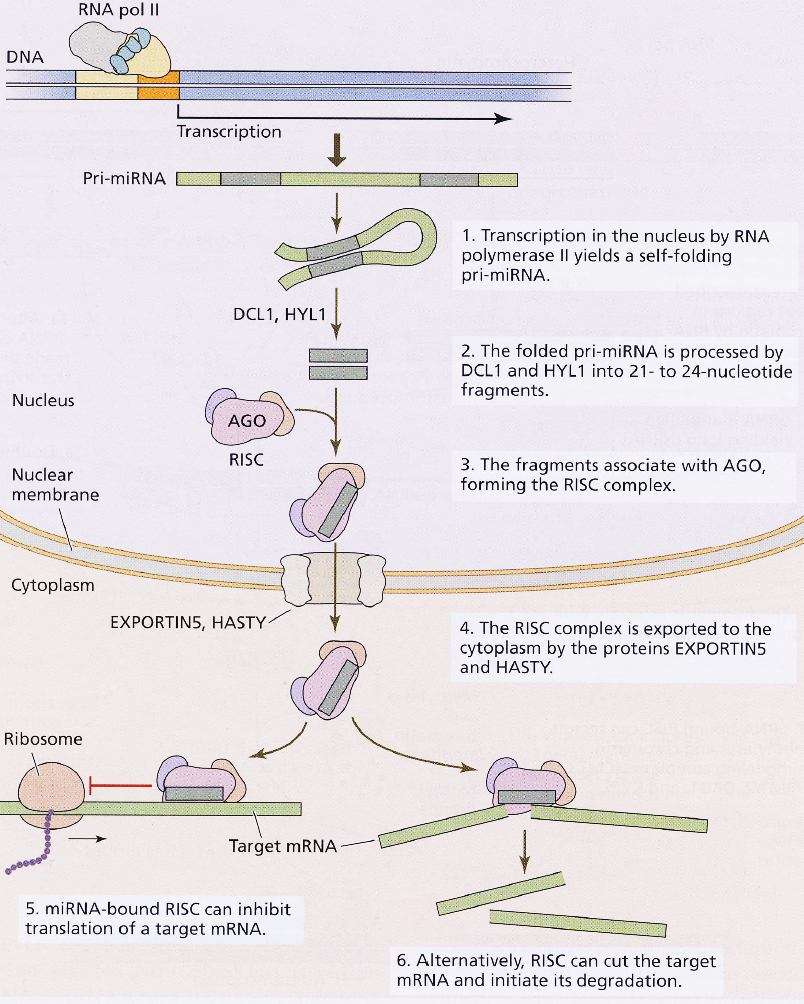 Regulace exprese prostřednictvím microrna (mirna) 13 Transkripce (pomocí RNA polymerázy II) specifického lokusu kódujícího primární RNA (prirna) => pri-mirna Vznik dvouvláknové smyčky Vznik krátkých