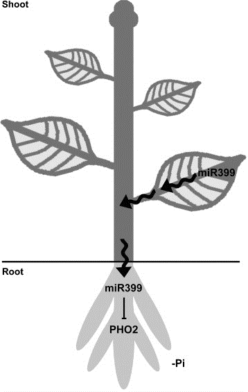 (2012) Plant Science 196: 18-30 mirna jsou transportovány na dlouhé