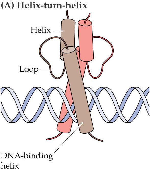23 DNA-binding motivy Helix-turn-helix 2 a helixy odděleny smyčkou polypetidového