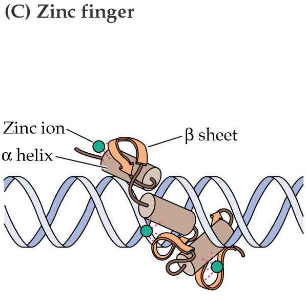 monomer či dimer; COP1-hraje roli ve fotomorfogenezi Basic zipper (bzip) (např.