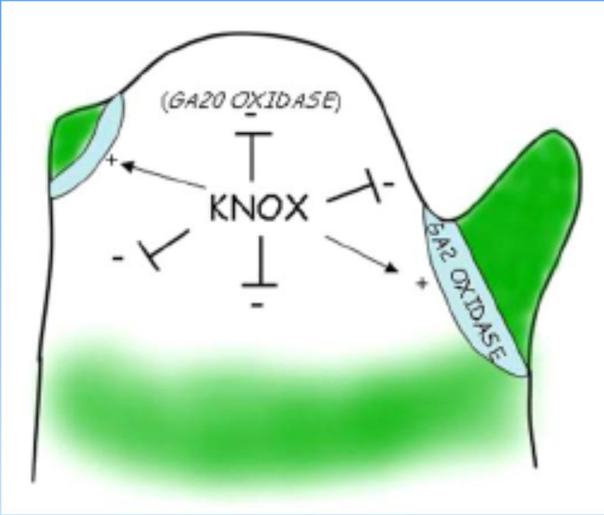 35 Exprese KNOX řídí syntézu a metabolismus giberelinů Exprese KNOX => blokace biosyntézy GAs (GA20 oxidáza) v centrální části meristému Exprese KNOX => stimulace konverze neaktivních GAs na aktivní