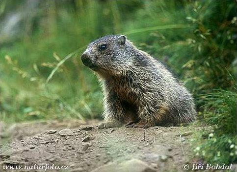 Marmota marmota (Linnaeus, 1758) - svišť horský Jen SR- TANAP, v