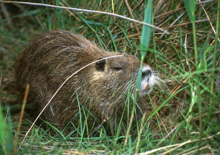 Myocastor coypus (Molina, 1782) nutrie říční 10% JAm, úniky