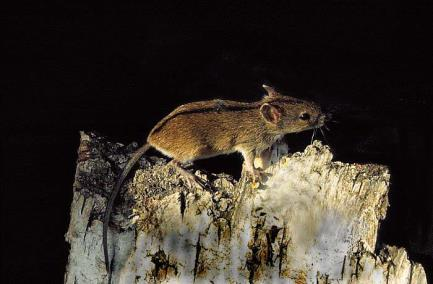 1758) - myšice křovinná