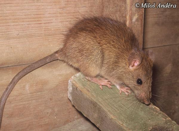 Rattus rattus (Linnaeus, 1758) - krysa obecná Rattus