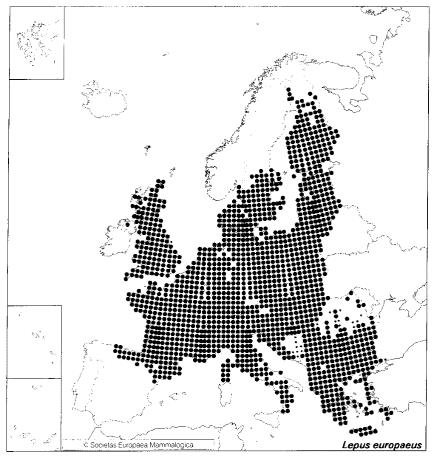 Lepus europaeus Pallas, 1778 - zajíc polní