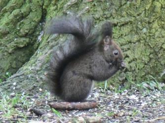 Sciurus