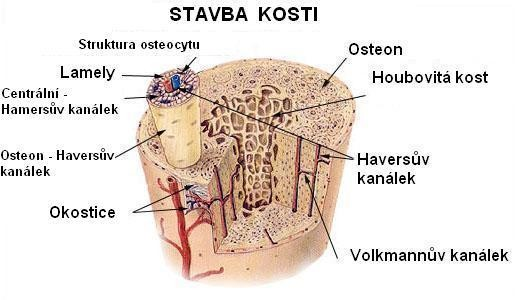 Kost Je to organicko-minerální materiál, tvořený vápenatými solemi a osseinem Mají