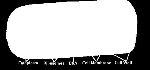 Plasmid kruhová