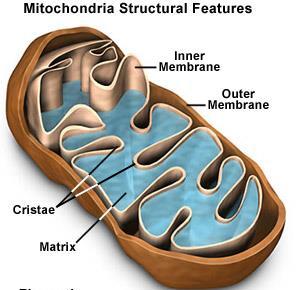 EUKARYOTA buněčné organely MITOCHONDRIE Mitochondrie dvě