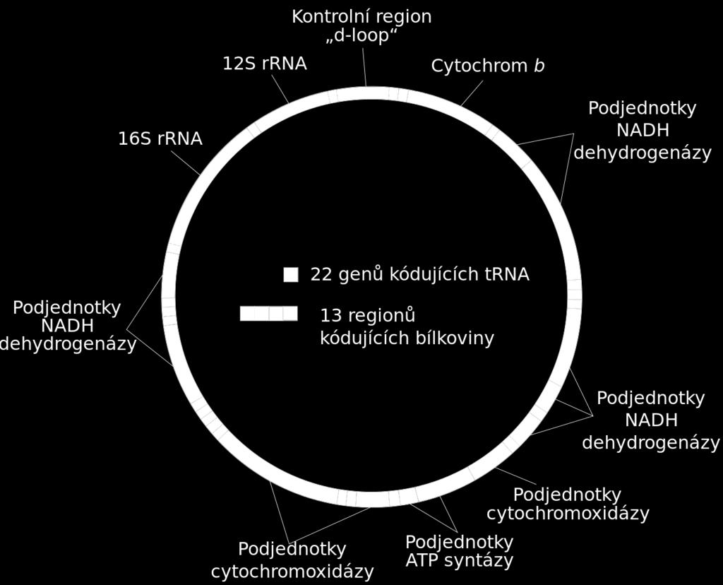 genomem Geny kódují např.